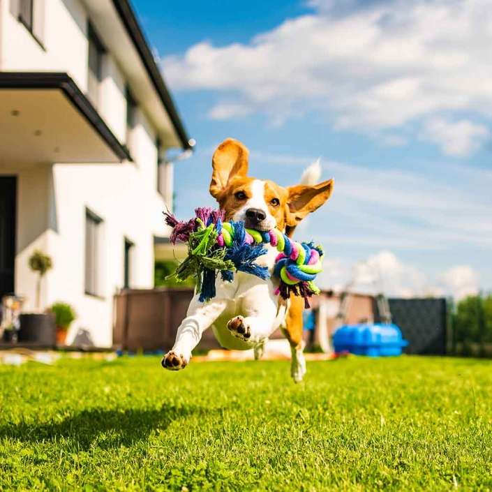 Pasto sintético petfriendly o amigable con las mascotas con un perro mediano corriendo con juguete de colores en la boca